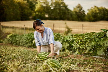 A female brunette picking up the watermelon from the ground, grown in her garden.