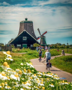 Zaanse Schans, Zaandam, Holland -July 18, 2023: Back rear view of couple riding bikes among daisy flowers and windmills in the background..