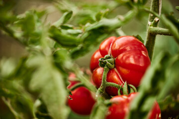Close-up of a tomato from the garden - obrazy, fototapety, plakaty