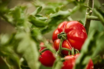 Foto op Aluminium Close-up of a tomato from the garden © bnenin