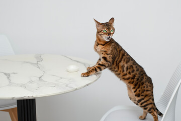 Pets. Concept. A beautiful, red leopard Bengal cat stands on a chair and licks a plate on the kitchen table. Muzzle in sour cream. White background.