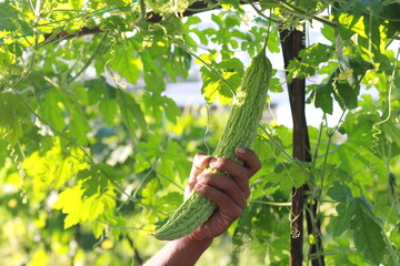 bitter gourd or green bitter gourd growing in the garden.