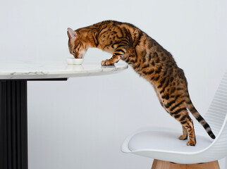 Pets. Concept. A beautiful, red leopard Bengal cat stands on a chair and licks a plate on the...