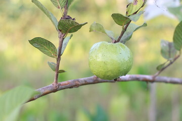 Green guava fruit hanging on tree in agriculture farm of indonesia in harvesting season