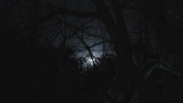 Night in forest or city park wind blows tree branches with moon in background. Nightfall with mysterious feel in cold blue winter day. Horror movie or eerie feeling. Branches move in the chilly winds