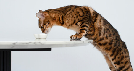 Pets. Concept. A beautiful, red leopard Bengal cat stands on a chair and licks a plate on the kitchen table. White background.