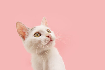 Profile cute kitten cat looking away. Isolated on pink pastel background