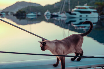amazing siamese cat on deck of sail boat in the harbour, calm beautiful morning onboard, sunrise,...
