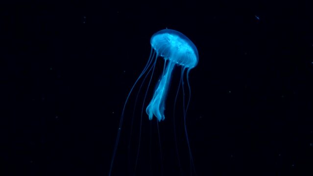 A Jellyfish swimming underwater.