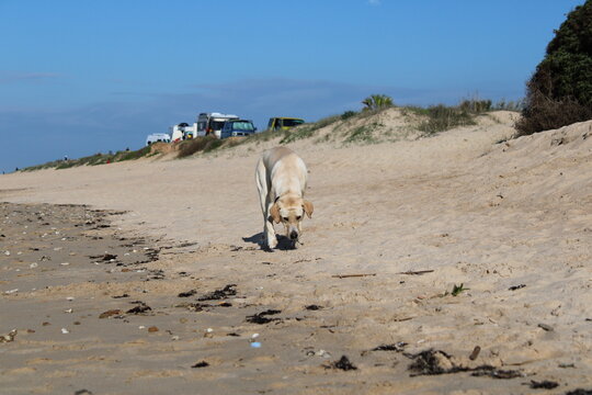 Perro en la playa