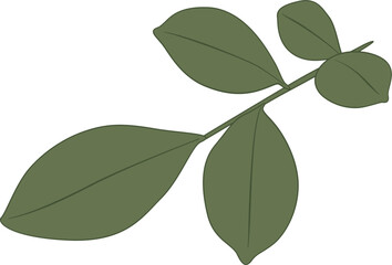 Obraz premium Vector Leaf Illustration Element