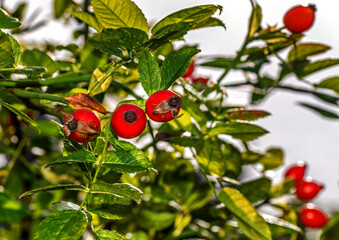 Fruits of an ornamental shrub called Wild Rose currently growing in places of old gardens in the city of Białystok in Podlasie, Poland.