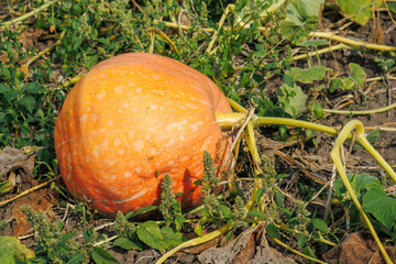 Big orange pumpkin growing in the garden, pick organic vegetables. Healthy food vegan vegetarian child diet concept. The local garden produces clean food.