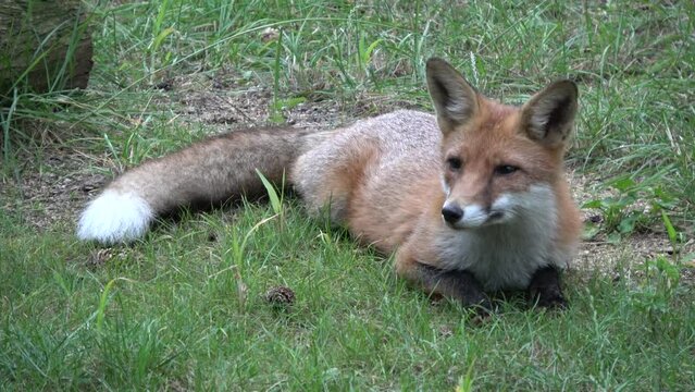 junger Rotfuchs in Gartensiedlung, Fuchs, Vulpes vulpes, junger Rotfuchs, F&uuml;chsin , Deutschland, Brandenburg