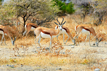 Namibia. Etosha National Park. Springbok Antelope