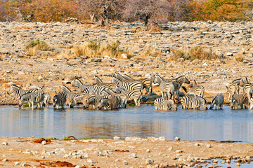 Fototapeta na wymiar Namibia. Etosha National Park. Zebras drinking at a waterhole