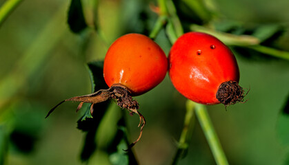 Fruits of an ornamental shrub called Wild Rose currently growing in places of old gardens in the city of Białystok in Podlasie, Poland.