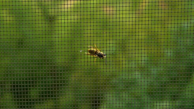 Bee close-up, a bee on a mosquito net. Winged insect.