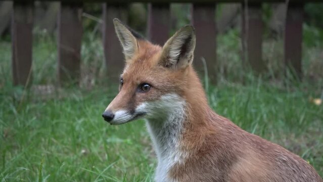 Rotfuchs in Gartensiedlung, Nahaufnahme Fuchs, Vulpes vulpes, junger Rotfuchs, F&uuml;chsin , Deutschland, Brandenburg