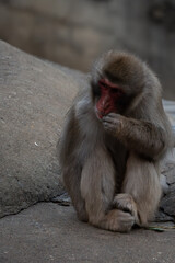 A Japanese macaque sitting on a rock