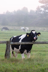 Schwarz-weiße Kuh steht neugierig am Weidezaun