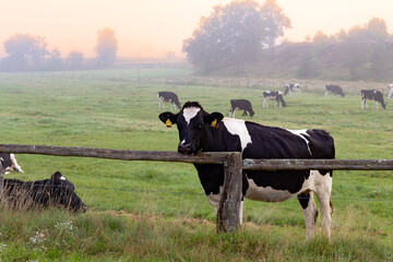 Schwarz-weiße Kuh steht neugierig am Weidezaun
