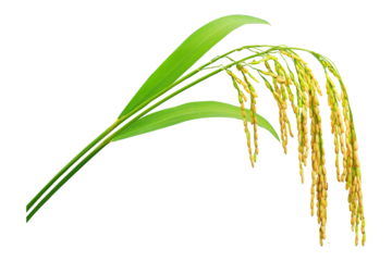 Paddy rice with green blade, Ears of paddy rice isolated on a white background or transparent background, Bunch of paddy rice
