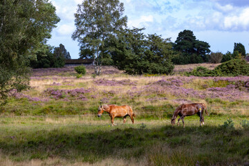 Obraz na płótnie Canvas Wunderschöne Kutschpferde auf einer Weide bei Undeloh.