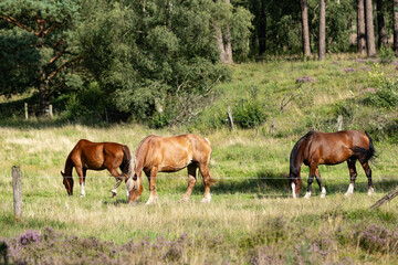 Wunderschöne Kutschpferde auf einer Weide bei Undeloh.