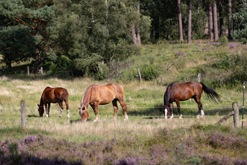 Wunderschöne Kutschpferde auf einer Weide bei Undeloh.