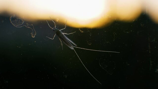Mosquitoes on glass, poisonous mosquito, winged insect. Malarial mosquito.