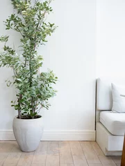 Foto op Aluminium Light green tall leaves, plant tree in concrete vase or cement pot on wood tiles floor and white wall background near couch, vertical style. Clean bright living room with green tropical houseplant. © tete_escape