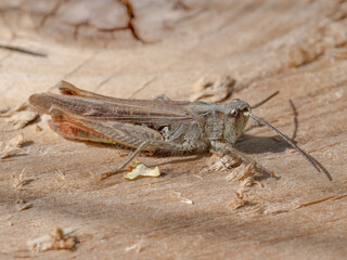 Common Field Grasshopper
