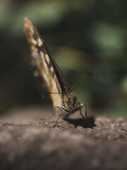 Basking Speckled Wood Butterfly looking at camera