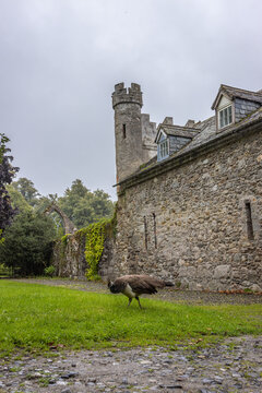 Ireland, Clonegall - August 31 2023 "Huntington Castle and Gardens in Clonegall town"