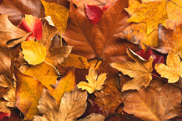 Closeup background of autumnal leaves with space for text. Selective focus. Autumn concept background