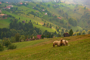 Rural idyllic landscape of the small villages in the Rucar-Bran mountain area, Brasov, Romania, scattered on the wooded hills, with the Bucegi mountains in the background, in wonderful springtime day