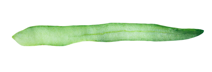 A piece of cucumber peel on a transparent background