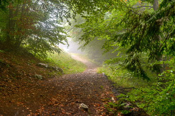 Fabulous and mysterious path in the decidous beech foggy forest. Location place of Carpathians mountain, Romania, Europe. Image of exotic scene. Vibrant photo wallpapers. Discover the beauty of earth