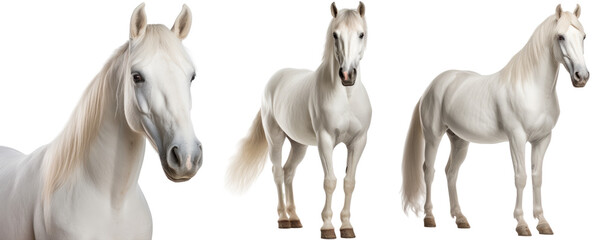 White horse collection (portrait, standing), animal bundle isolated on a transparent background - obrazy, fototapety, plakaty