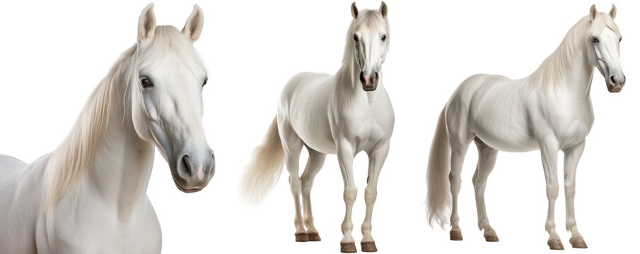 White horse collection (portrait, standing), animal bundle isolated on a transparent background
