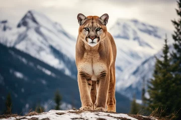 Foto auf Acrylglas Cougar on a rocky mountain range with trees in the background © Lubos Chlubny