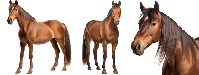 brown horse collection (portrait, standing), animal bundle isolated on a white background as transparent PNG - obrazy, fototapety, plakaty