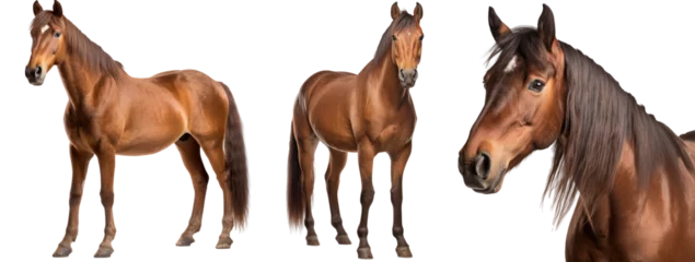 Foto op Aluminium brown horse collection (portrait, standing), animal bundle isolated on a white background as transparent PNG © Flowal93