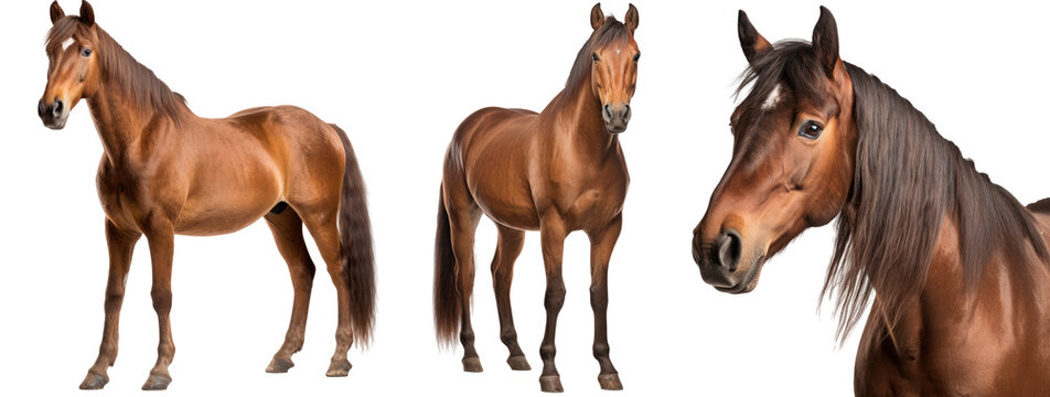 brown horse collection (portrait, standing), animal bundle isolated on a white background as transparent PNG