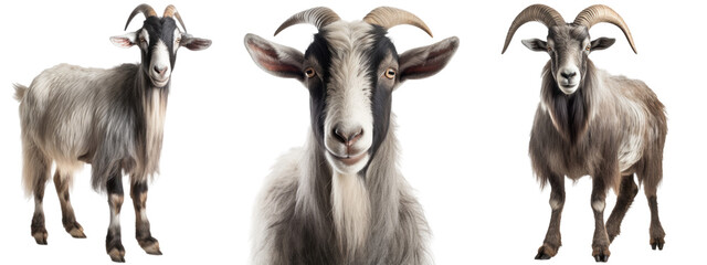 Grey goat collection (portrait, standing), animal bundle isolated on a white background as transparent PNG