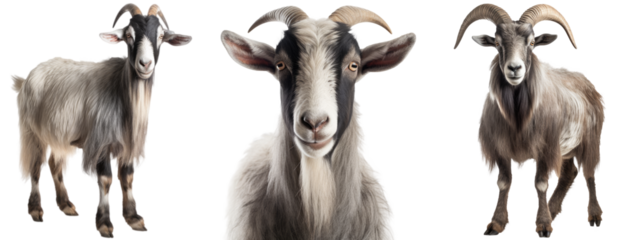 Grey goat collection (portrait, standing), animal bundle isolated on a white background as transparent PNG