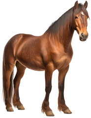 Standing brown horse isolated on a white background as transparent PNG