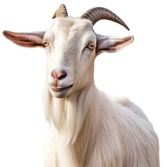 Fototapeta premium Portrait of a horned white domestic goat isolated on a transparent background