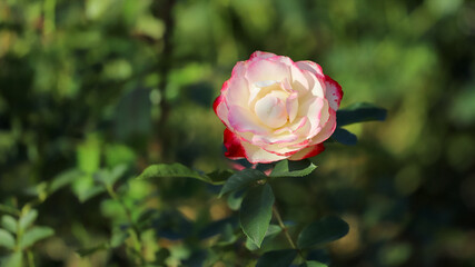 Pink two colors. Blurred green leaves background.